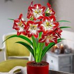 فصل کاشت: بهار نور: زیاد خاک: سبک و شنی با زهکشی بالا دمای جوانه زنی: 15-29 زمان گل دهی: 2 تا 3 ماه بعد از کاشت