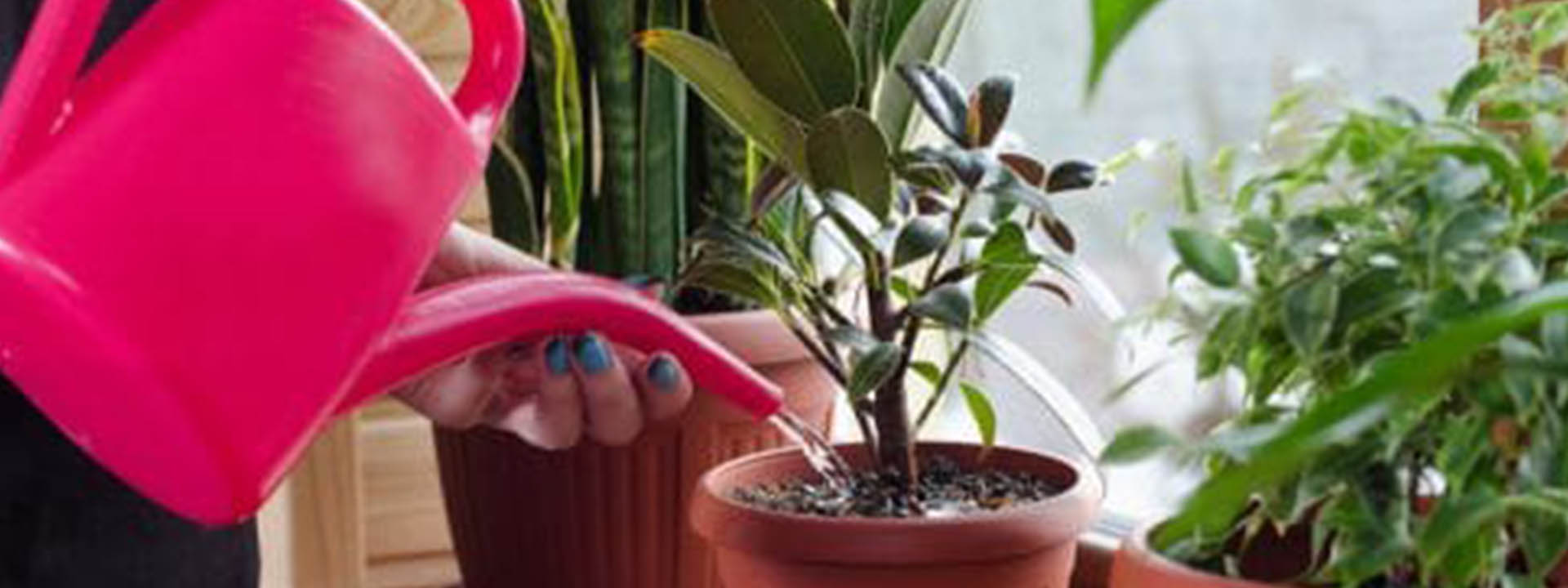 بهترین روشهای آبیاری برای حفظ سلامت گیاهان آپارتمانی