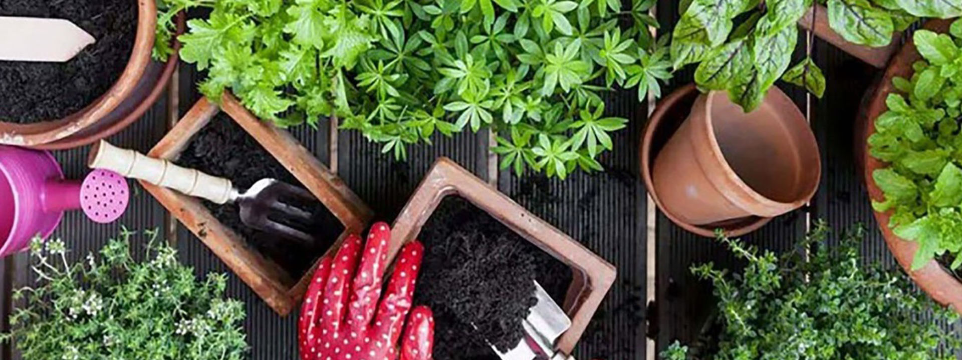 راهنمای انتخاب بهترین کود برای گیاهان زینتی و باغچهها