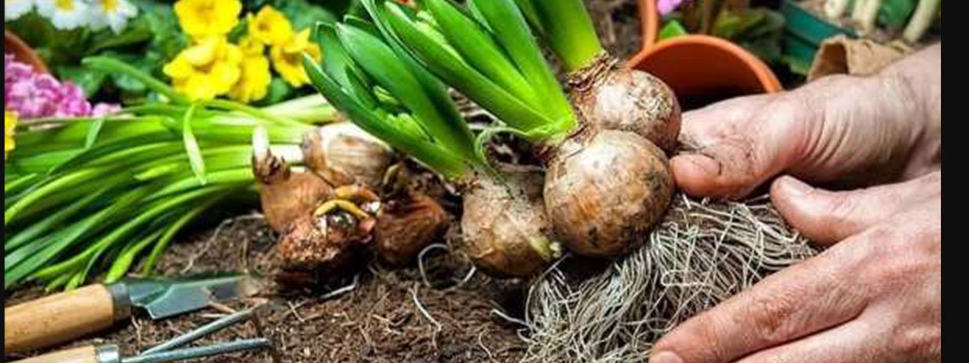 پیاز گلهای سازگار با شرایط اقلیمی ایران