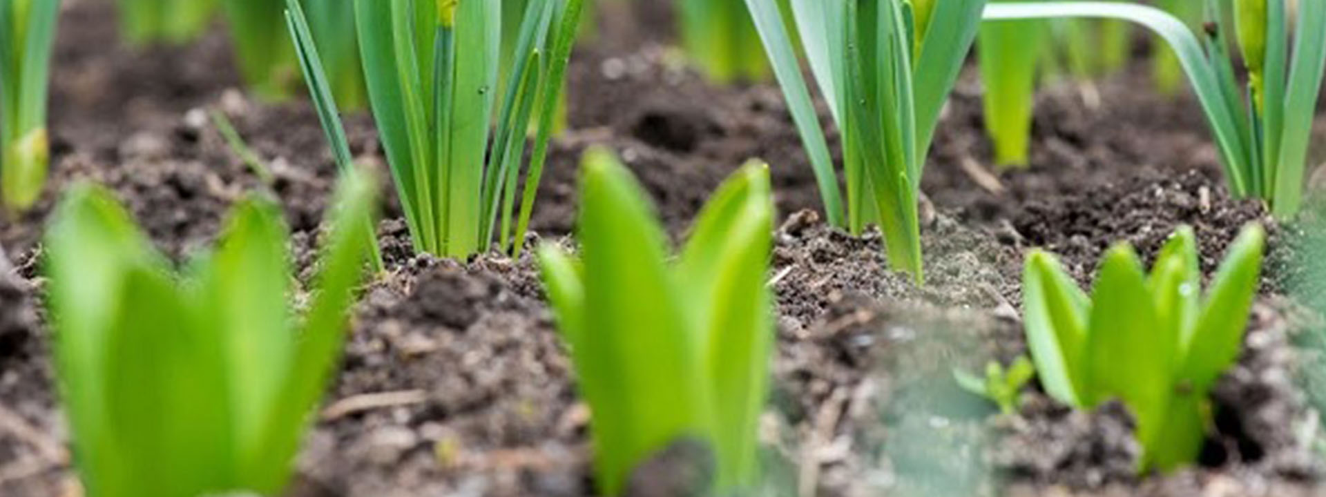 آشنایی با انواع پیاز گل و نحوه کاشت صحیح آنها