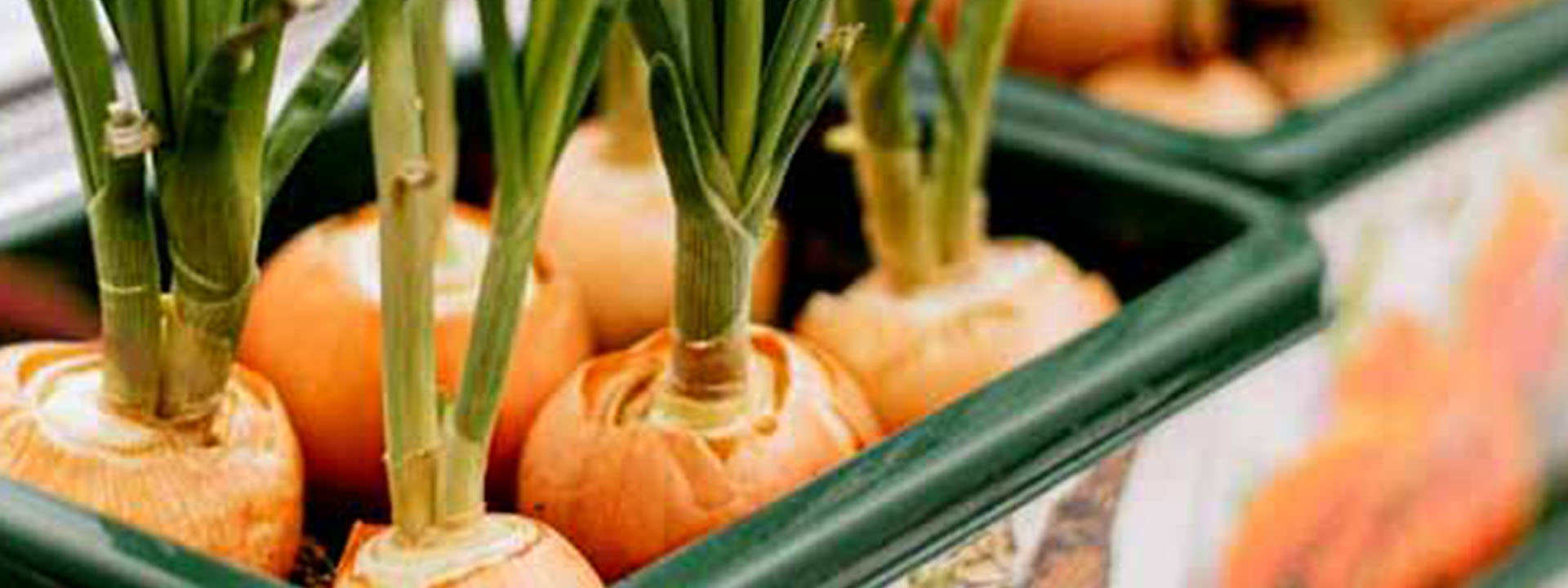 نکات مهم برای کاشت پیاز گلهای بهاری و پاییزی