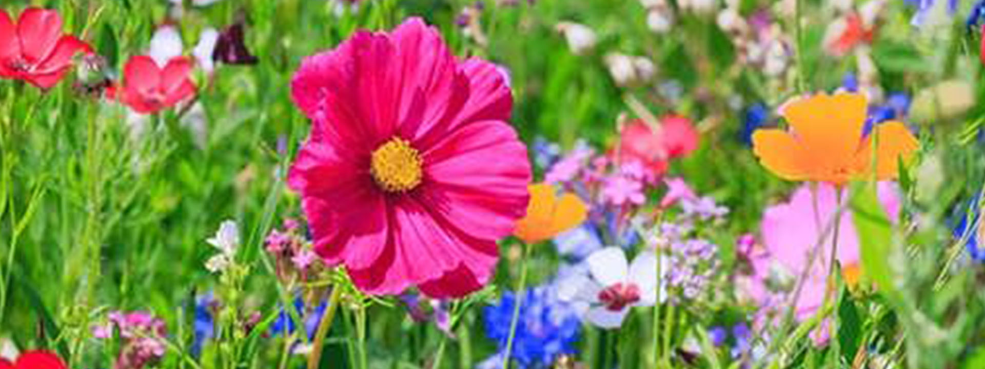 چگونه بذر گلهای وحشی را در باغچه