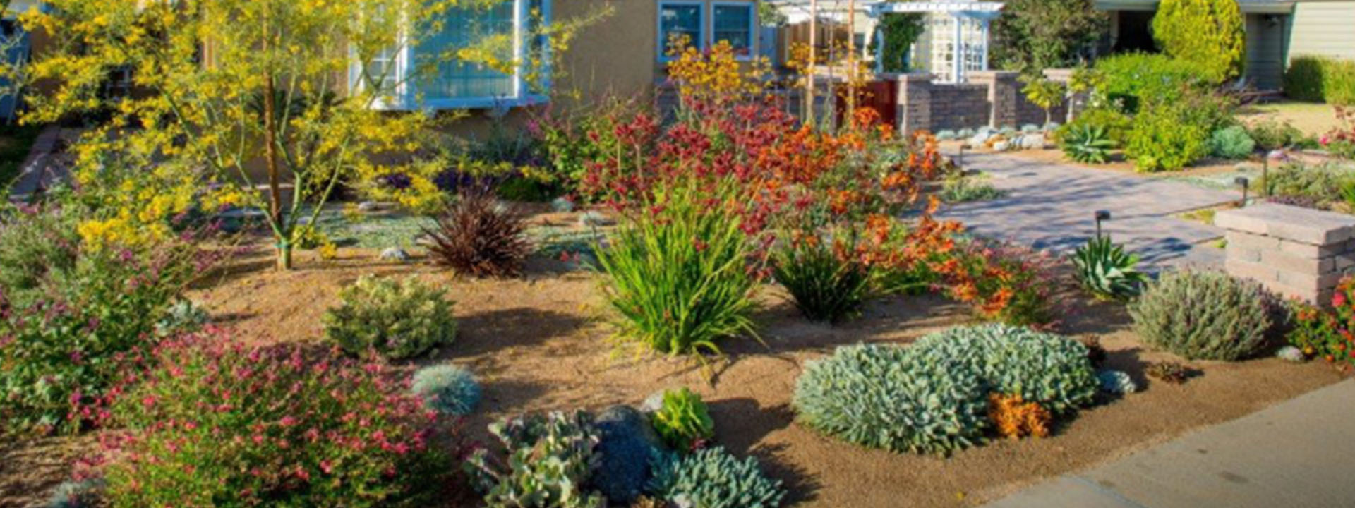 بررسی بذرهای گلهای مقاوم به خشکی