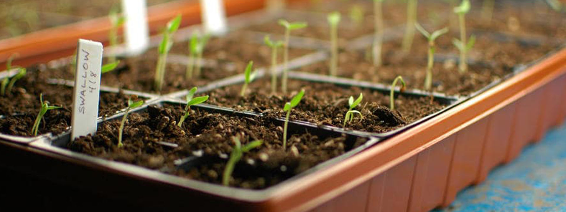 روشهای علمی کاشت بذر گلها در خانه