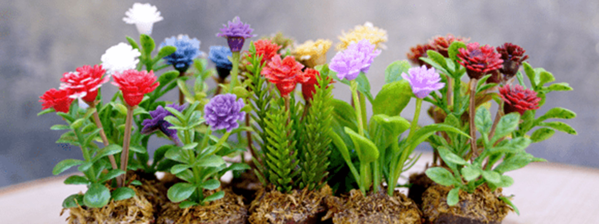 نکات کلیدی برای انتخاب بهترین بذر گلهای زینتی