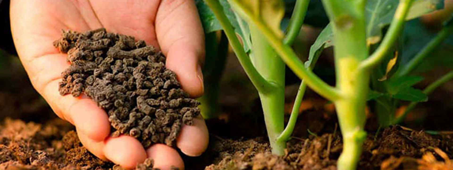 معرفی کودهای ارگانیک و سازگار با محیط