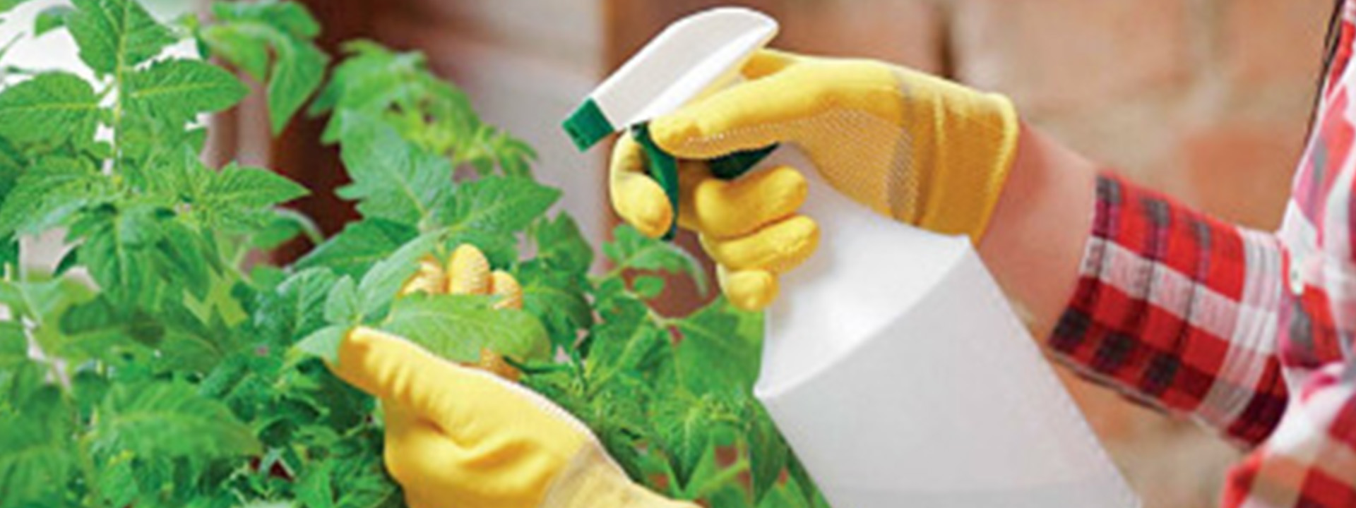 سموم دفع آفت خانگی: روشهای طبیعی