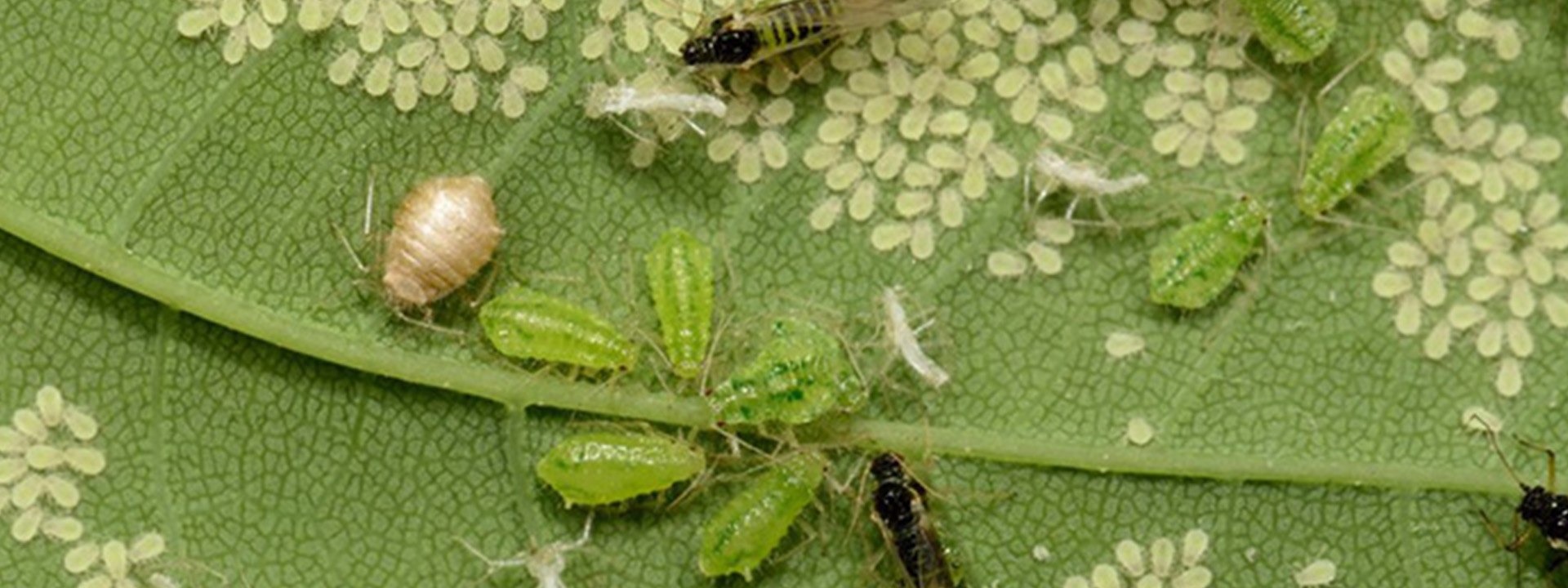 راهنمای جامع شناسایی و کنترل آفات رایج در گلخانهها