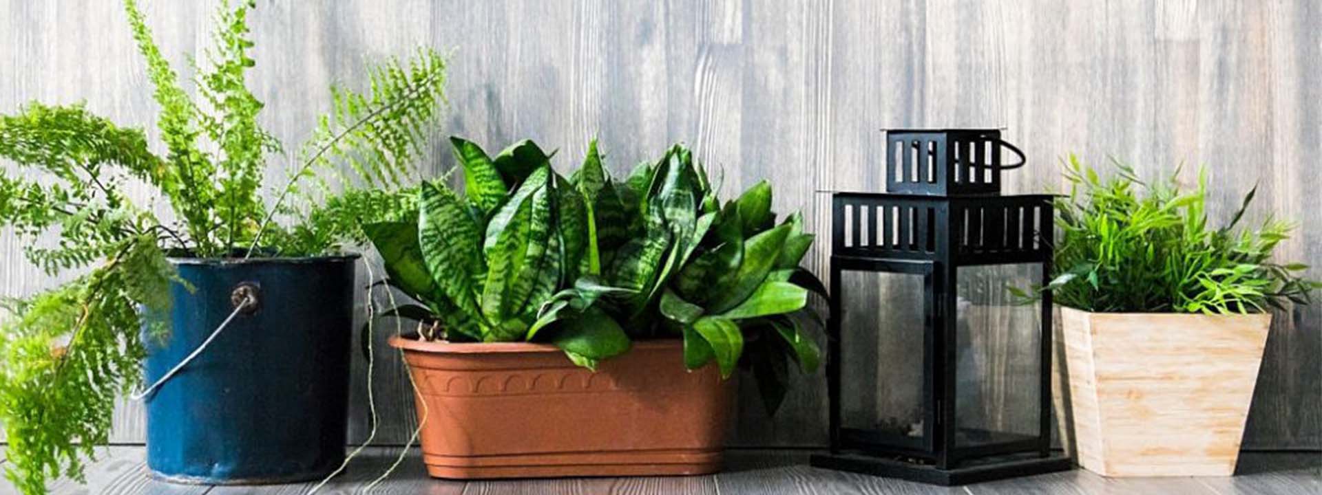 نکات مهم برای حفظ سلامت گیاهان در فضای محدود