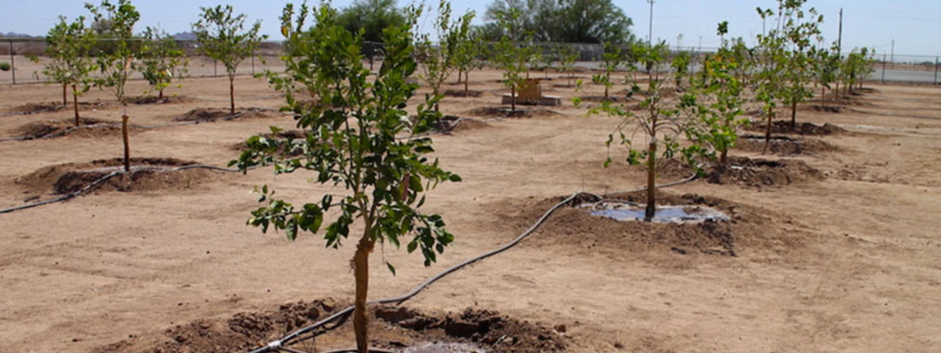 تفاوت آبیاری هوشمند با سیستم‌ های نیمه‌ اتومات در باغها