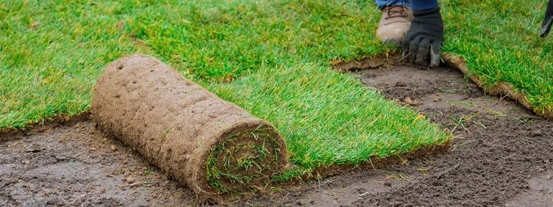 روش‌ های حرفه‌ ای کاشت چمن طبیعی در اقلیم خشک مشهد